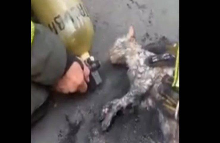 Gatto salvato da un incendio devastante rischia la vita