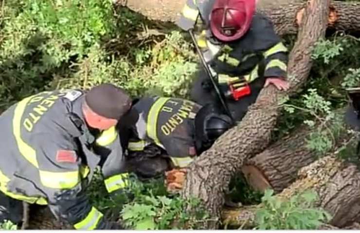 Intrappolato sotto un albero : vigili del fuoco fanno di tutto per salvarlo