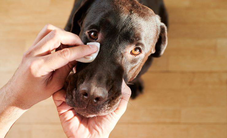 occhi del cane