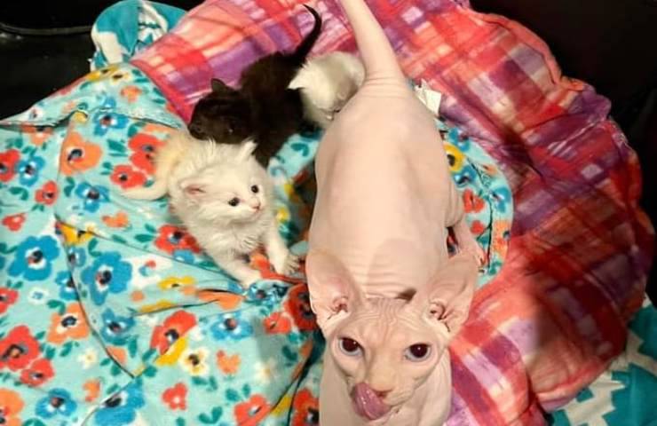Para nada gata materna sin pelo adopta dos gatitos peludos