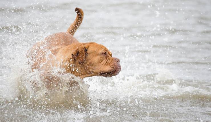 cane gioca nell'acqua 