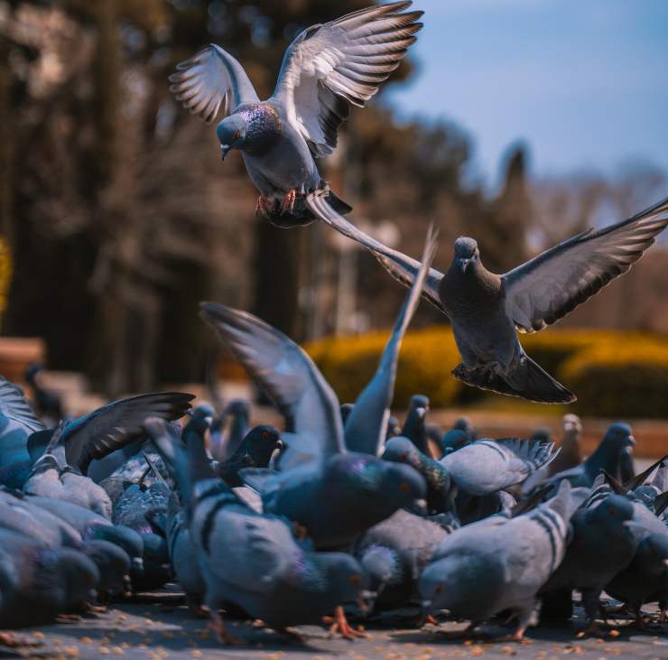 Uccelli sognano volare