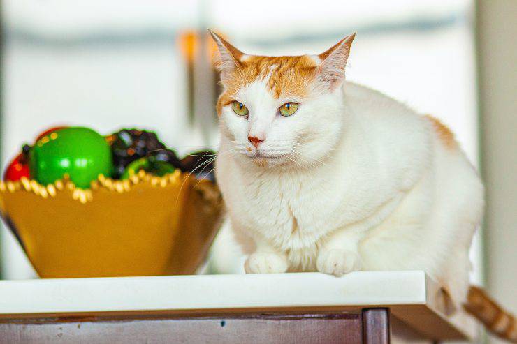 Il piano alimentare per il gatto