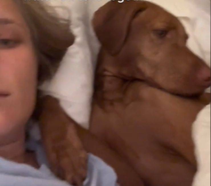 archie cane paura temporale