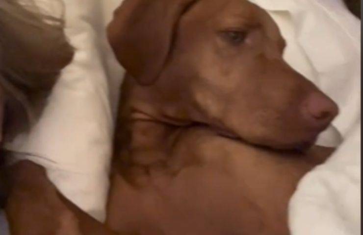 archie cane letto umani