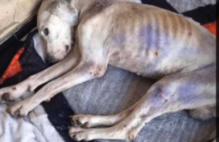 azulao cucciolo denutrito ferito