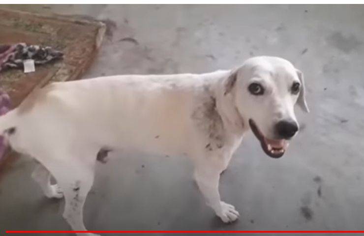 azulao cane salvato ferito