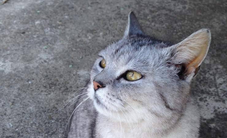 Gatto occhi gialli 