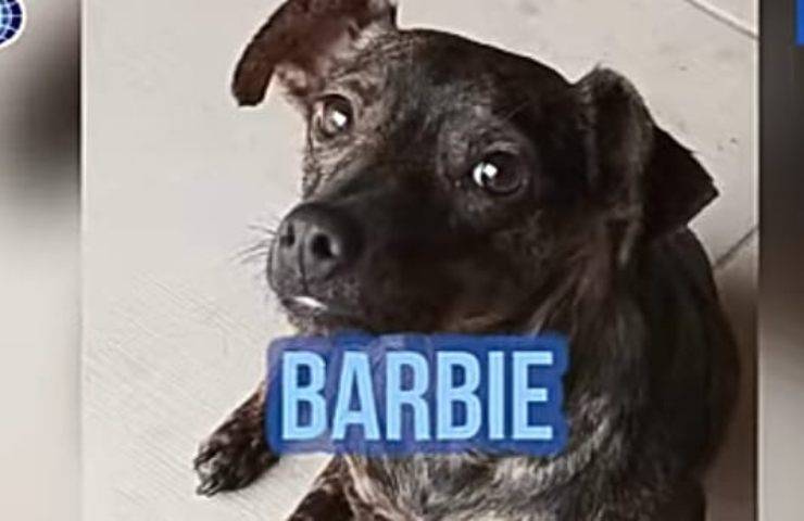 Barbie, la Piccola cagnolina combattente