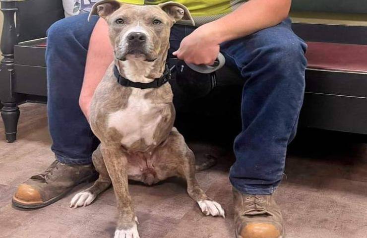 Lega il cane nel bosco e gli spara 3 colpi di pistola