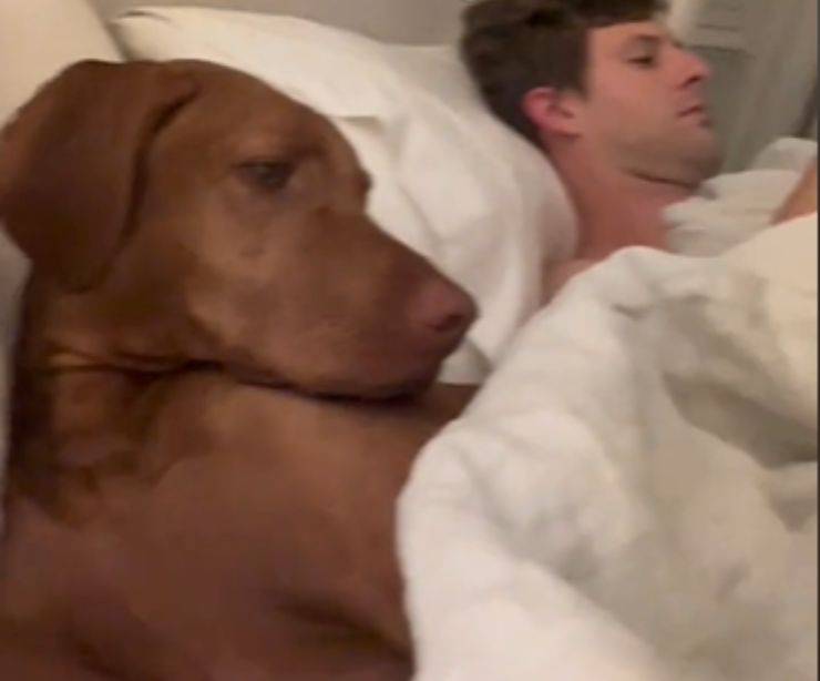 archie cagnolino paura temporali