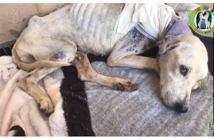 azulao cagnolino ferita grave