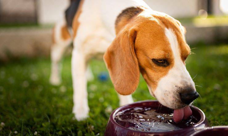 cane beve acqua 