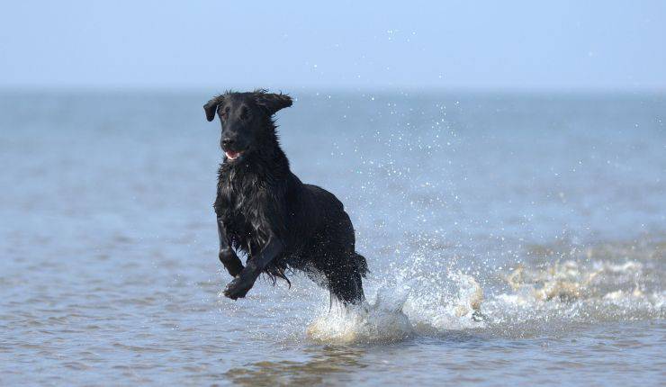 cane corre in riva al mare 