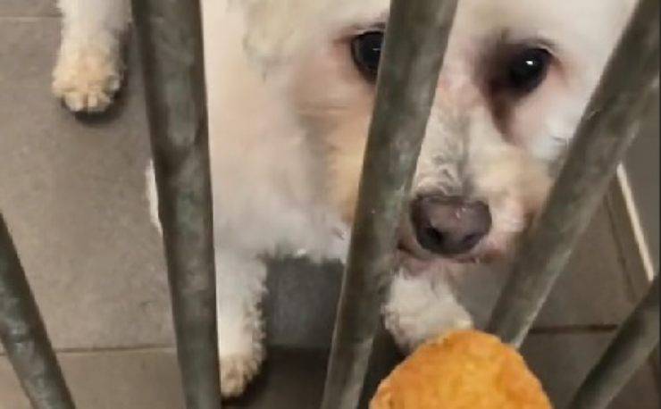 cane riceve cibo 
