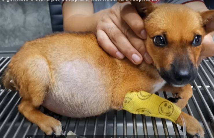 Cachorro de margarita de vientre hinchado