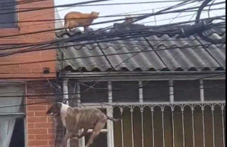 cane insegue gatto tetto