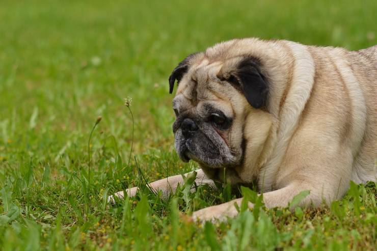 cane giardino