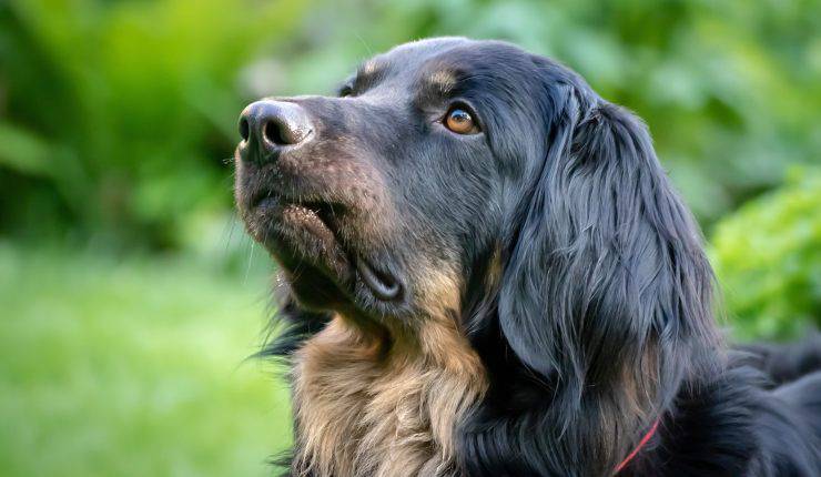 cane guarda in alto 