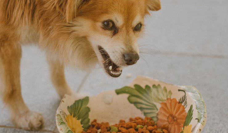 cane mangia crocchette 