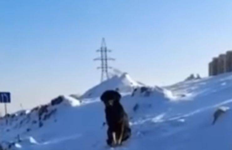 cane neve congelato attende