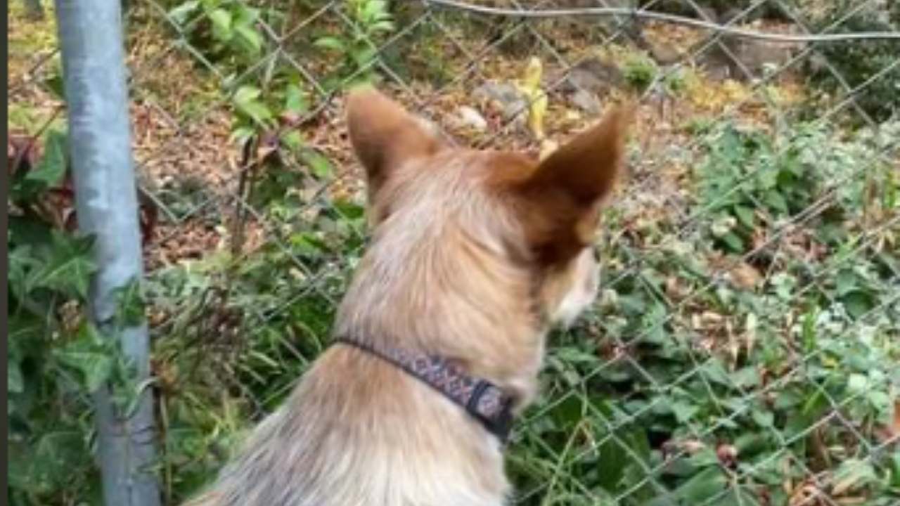 Rete per Testa di Cane - Protettore Sicurezza Leggero Traspirante Rete per Testa di Cane - Protettore Sicurezza Leggero Traspirante