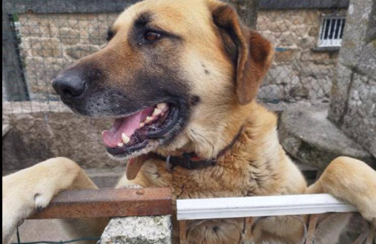 famiglia cerca casa rex