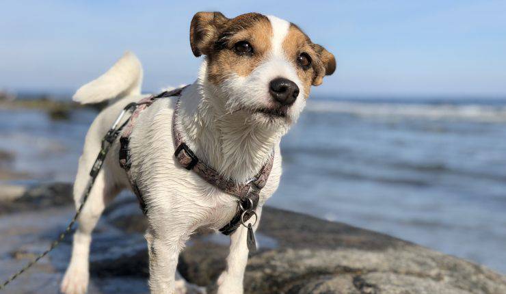 perro en la playa con correa 