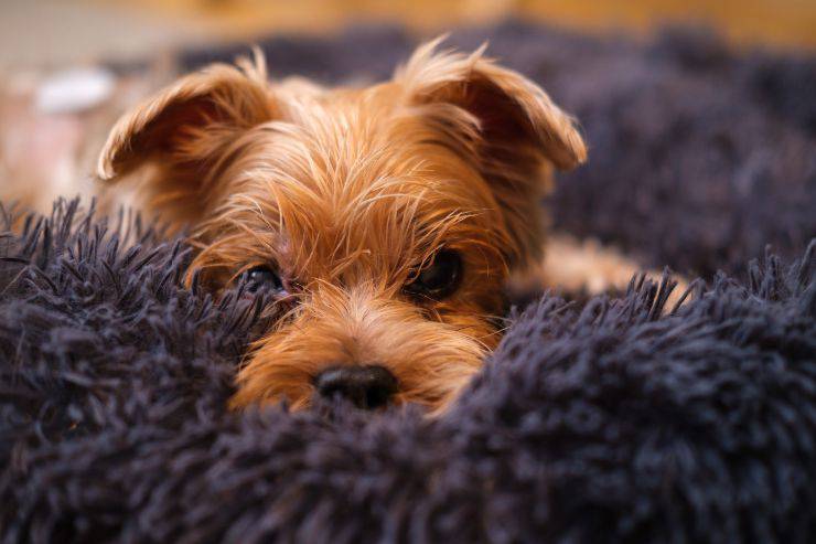 cane sul tappeto 