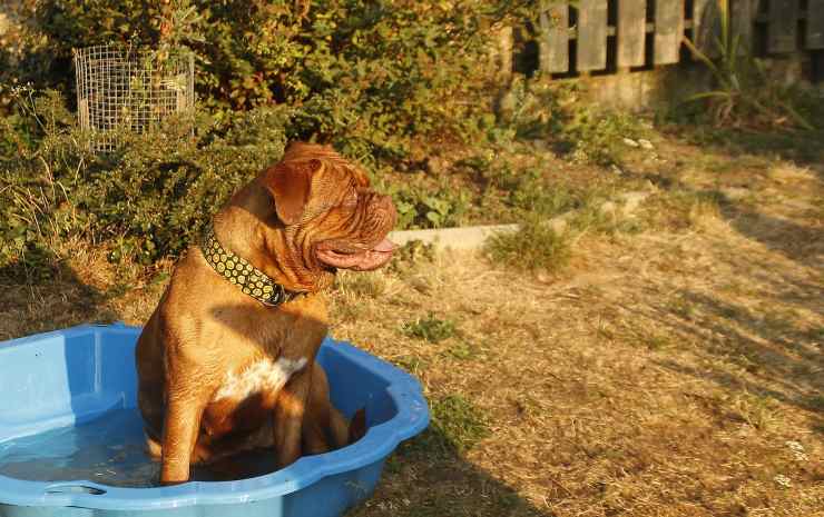 cane in una vasca 