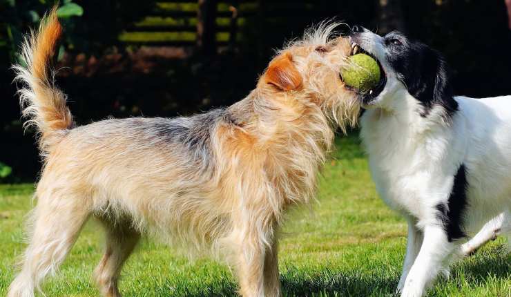 cani giocano con la pallina da tennis 