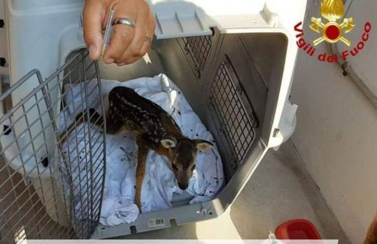 Piccolo capriolo appena nato era in pericolo