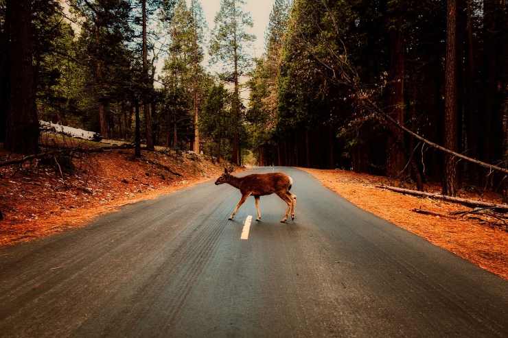 un ciervo cruza la carretera 