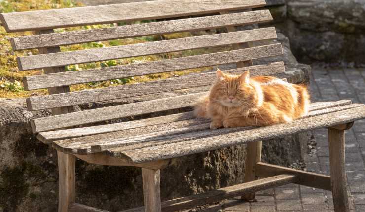 Gatto rosso sulla panchina 