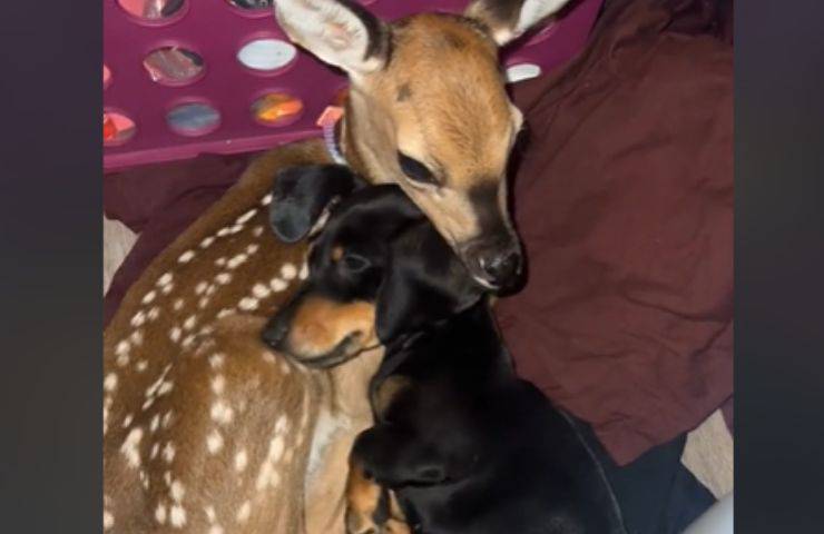 cerbiatto bassotto Wren cagnolino