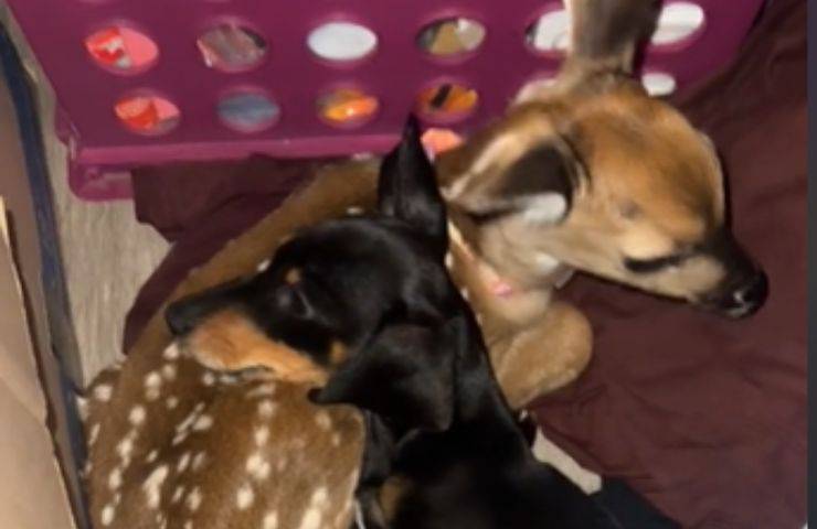 cerbiatto wren cagnolino amicizia