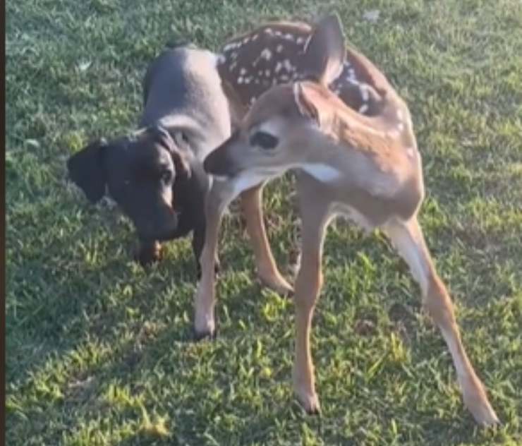 cerbiatto wren cane amici