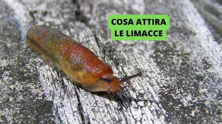 limaccia 