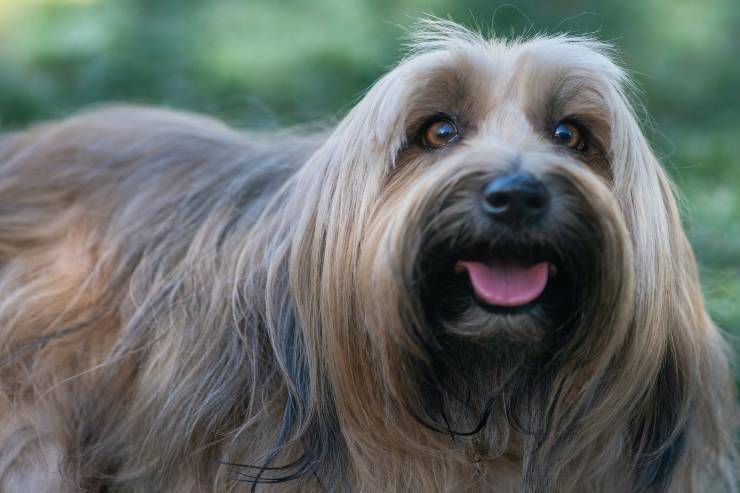 Pet e tosatura del pelo