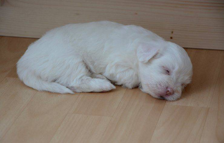 cucciolo bianco 
