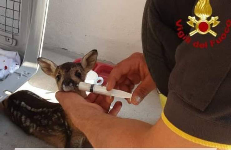 Piccolo capriolo appena nato era in pericolo