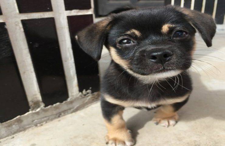 Niente Tari per chi adotta un cane al canile comunale