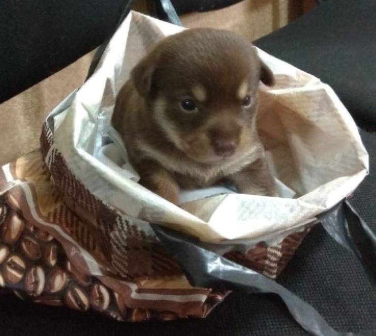 cucciolo cagnolino 19 giorni