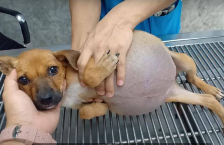 abdomen hinchado perro margarita