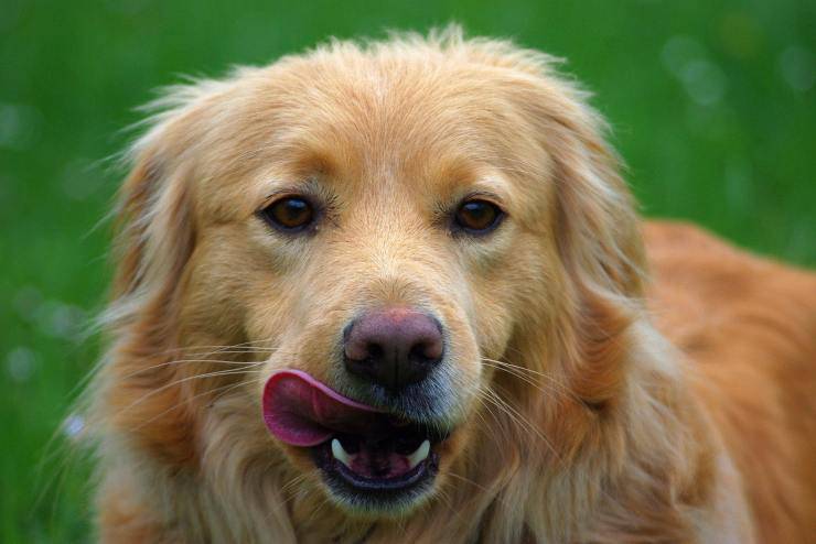 Cane in giardino 