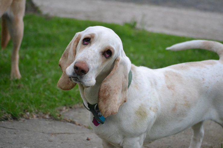 Cane in giardino 