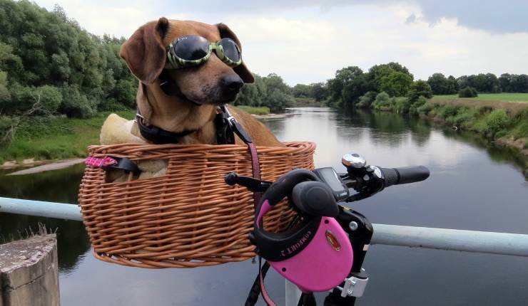 perro en una cesta de bicicleta 