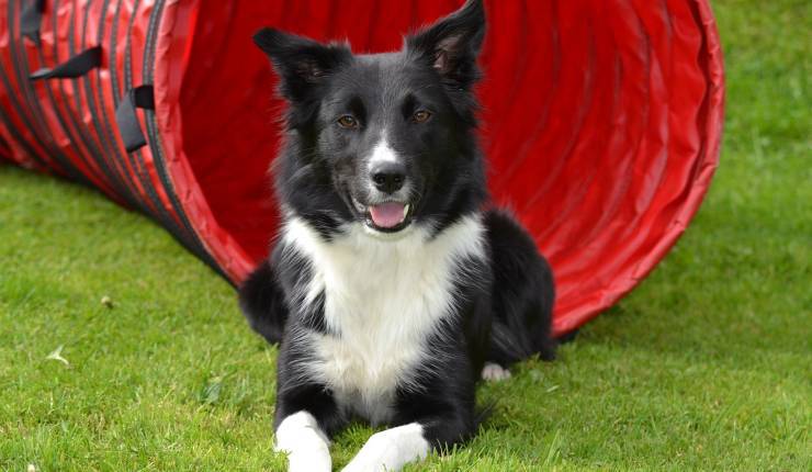 border collie 