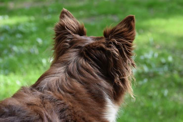 perro peludo marrón 
