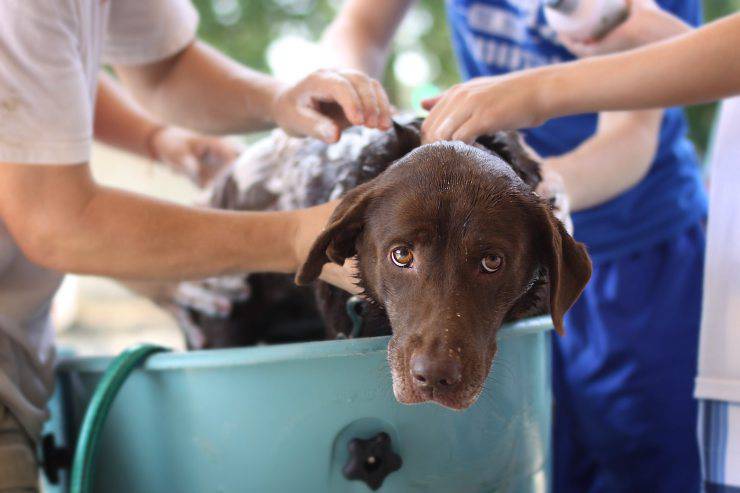 Bagnetto al cane 